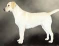 Labrador Retrivier - Caini
