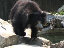 Melursus ursinus - Deea 31 - Animale de Padure