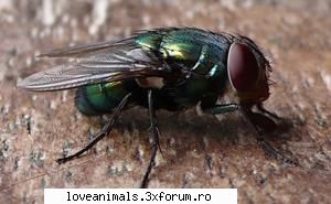 Musca - Deea 31 - Insecte