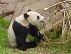 panda