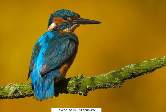 pasarea de gheata (alcedo atthis) traieste in europa, in nordul africii, sudul asiei si cateva