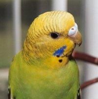 Perusul - Indragit datorita vivacitatii, coloritului si - Pasari