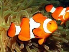 Pestele clovn (Amphiprion percula), - Pestele clovn (Amphiprion percula), originar din - Animale Acvatice