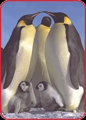 pinguinul imperial face parte din ordinul familia specia imperial este cea mai mare si rezistenta