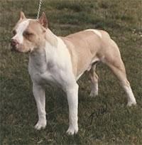pit bull