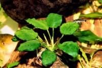 Plante de acvariu - Anubias nana Specia face parte din familia - Animale Acvatice