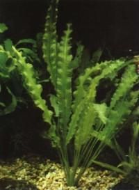 aponogeton crispus 
este originara din asia de sud-est, fiind o planta submersa cu rizom, care este