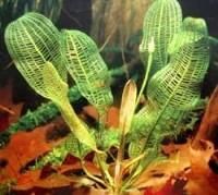 Plante de acvariu - Aponogeton madagascariensis Mai este cunoscuta si - Animale Acvatice