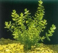 Plante de acvariu - Bacopa amplexicaulis Face parte din familia - Animale Acvatice
