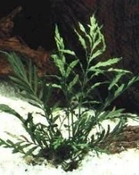 Plante de acvariu - Bolbitis heudelotti Face parte din familia - Animale Acvatice