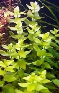 Plante de acvariu - Bacopa caroliniana Este cunoscuta si sub numele - Animale Acvatice