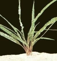 Plante de acvariu - Cryptocoryne balansae Toate speciile de - Animale Acvatice