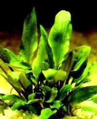 becketii 
dintre este cea mai cunoscuta si mai veche la noi. biotopul natural este in sri lanka. are