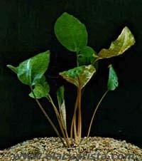 Plante de acvariu - Cryptocoryne blasii Este o planta inalta, solida - Animale Acvatice