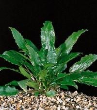 Plante de acvariu - Cryptocoryne wendtii Face parte din familia - Animale Acvatice