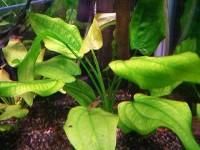 Plante de acvariu - Echinodorus cordifolius Vechiul nume al plantei - Animale Acvatice