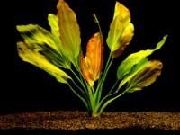 Plante de acvariu - Echinodorus osiris In comert se poate intalni si - Animale Acvatice