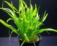 Plante de acvariu - Echinodorus tenellus Este o planta potrivita - Animale Acvatice