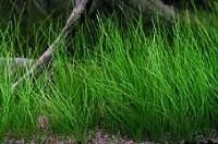 Plante de acvariu - Eleocharis acicularis Fac parte din familia - Animale Acvatice