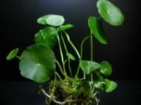 Plante de acvariu - Hydrocotyle verticillata Face parte din familia - Animale Acvatice