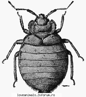 Plosnita - Deea 31 - Insecte