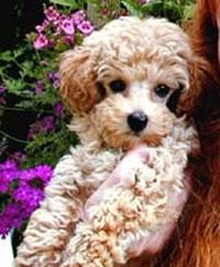 Poodle - Deea 31 - Caini
