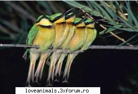 Prigoriile(Merops apiaster) - Prigoriile, albinareii sau mancatoarele de albine - Pasari