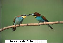 Prigoriile(Merops apiaster) - Deea 31 - Pasari