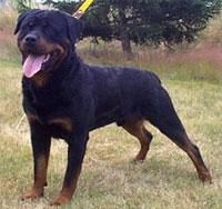 Rottweiler - Deea 31 - Caini