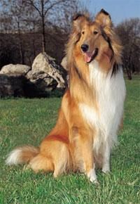 Rough Collie - Deea 31 - Caini