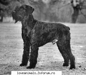SCHNAUZER URIAS - Deea 31 - Caini