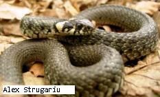 Sarpele de casa (Natrix natrix) - Sarpele de casa (Natrix natrix) nu este un sarpe - Reptile