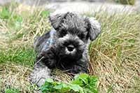 Schnauzer pitic - Deea 31 - Caini