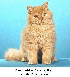 singura rasa felina din lume care a fost denumita dupa o persoana este selkirk rex. se presupune ca,
