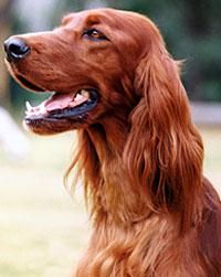 Setter Irlandez - Deea 31 - Caini