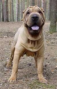 shar-pei