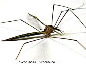 Tantarul - Deea 31 - Insecte