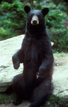 Urs American - Deea 31 - Animale de Padure