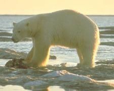 Urs Polar - Deea 31 - Animale de la Poli