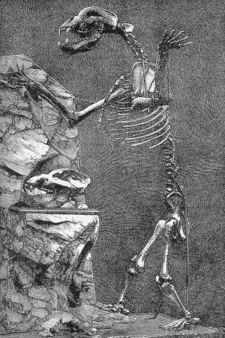 Ursus spelaeus - Deea 31 - Animale de Padure
