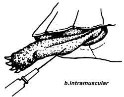 bolile si combaterea lor - modul de injectare a brostelor testoase - Broaste Testoase