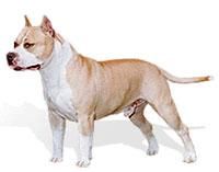 amstaff talie: tara sua 1972 toate culorile sunt admise, dar trebuie fie albi proportie mai mare 80%