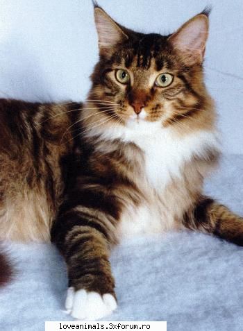 maine coon maine coon este pisica par lung, originara din america, rasa fiind regiunea maine din