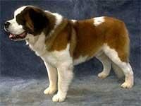 saint bernard [img]