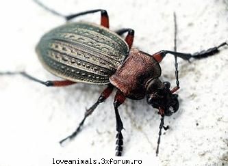 carabus [img]