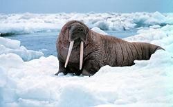 morsele [img]