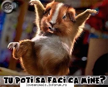 poze Funny - diana_love_animals - Poze
