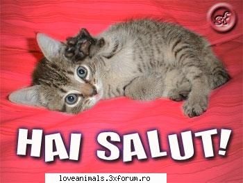 poze Funny - salutati pisicuta - Poze