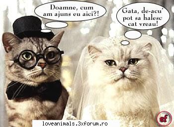 poze Funny - mergeti la nunta sa vedeti mirii - Poze