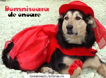 poze Funny - si vine si domnisoara de onoare - Poze